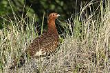 Willow Ptarmigan